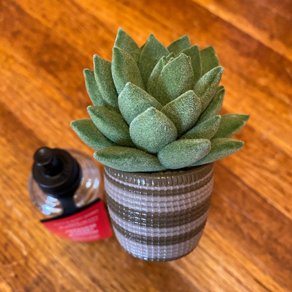 Wallflowers Succulent Diffuser Plug In and Refill